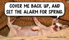 a white dog laying on top of a bed with a speech bubble saying cover me back up, and set the alarm for spring