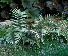 some very pretty green plants in the grass