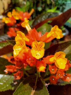 some orange and yellow flowers are in bloom