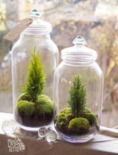 two glass jars filled with plants on top of a window sill next to each other