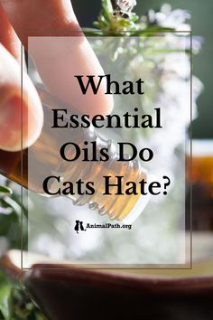 what essential oils do cats hate?