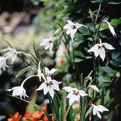 some white flowers are growing in the garden