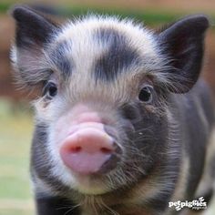 a small pig standing on top of a lush green field