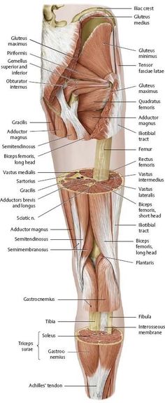 the muscles are shown in this diagram, with their corresponding parts labeled on each side