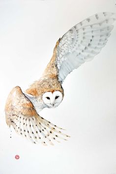 an owl flying through the air with its wings spread