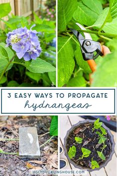 four photos with the words 3 easy ways to propagate hydrangeas