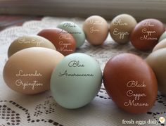 eggs with names on them are arranged in a circle