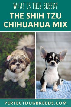 the shih tzu chihuahua mix is shown in three different pictures with text that reads what is this breed?