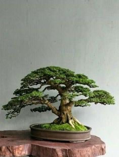 a bonsai tree sitting on top of a wooden table