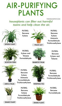 the houseplants can help clean air