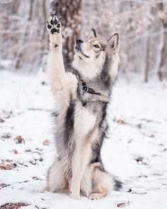 a husky dog sitting in the snow with its paws up