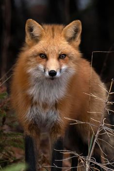 a red fox is standing in the woods