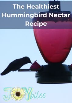 the hummingbird nectar recipe is made with hummingbirds