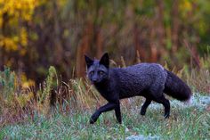 a black fox walking across a grass covered field