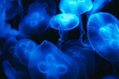 some blue jellyfish in the water at night