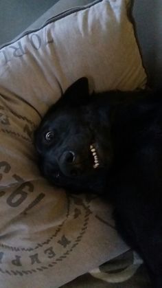 a black dog laying on top of a pillow with it's mouth wide open