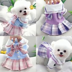 four pictures of a small white dog dressed in clothes and holding a hand on its hip