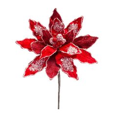 a red and white flower with snow on it's petals, against a white background