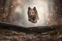 a dog is jumping over a log in the air with it's mouth open