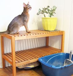 a cat sitting on top of a wooden shelf next to a blue litter box and potted plant