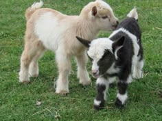 two baby goats standing next to each other on a lush green field