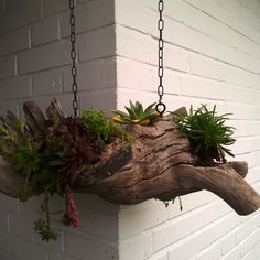 a wooden branch with plants hanging from it's sides on a chain attached to the wall