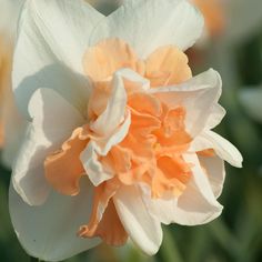 an orange and white flower is blooming in the sun