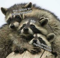 three raccoons sitting on top of each other with the caption that reads, the desired to destroy my self me