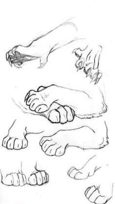 some feet and paws are shown in this drawing