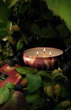 a lit candle surrounded by leaves and berries