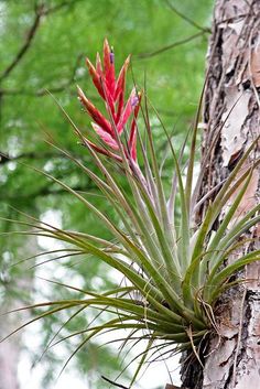 an air plant growing on the side of a tree