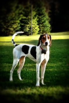 a dog that is standing in the grass