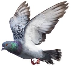 a pigeon is flying with its wings spread