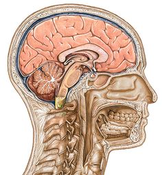 an image of the human head and brain