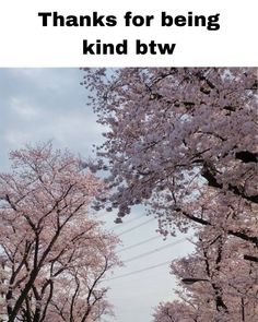 the words thank you for being kind btw are in front of cherry blossom trees