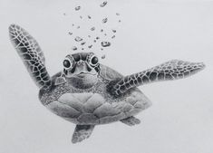 a pencil drawing of a sea turtle with bubbles coming out of its mouth