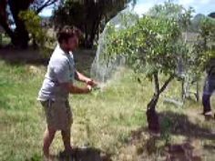 a man is spraying water on an apple tree in the yard while another man watches