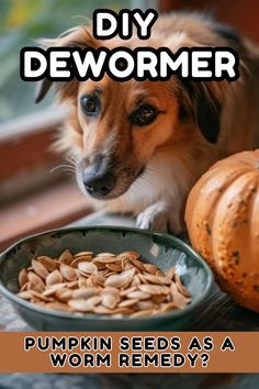 a dog sitting next to a bowl of pumpkin seeds with the caption diy deworner