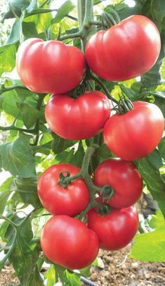 tomatoes growing on the vine with green leaves