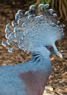 a close up of a blue bird with feathers on it's head and red eyes