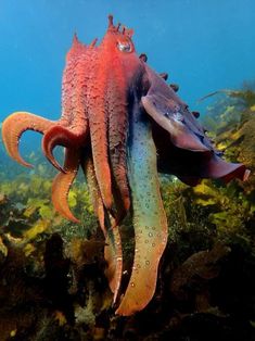 an octopus swimming in the ocean with its head turned to look like it is eating something