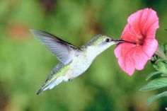 a hummingbird hovering near a pink flower