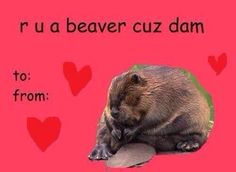 a brown bear sitting on top of a pink background with hearts around it and the words rua beaver cuz dam to from