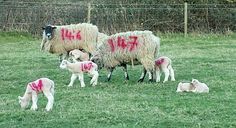 the sheep are marked with red paint on their bodies