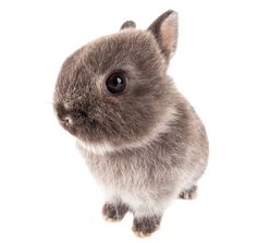 a small gray rabbit sitting on top of a white floor