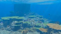 an underwater view of corals and other marine life