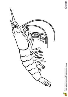 a black and white drawing of a shrimp