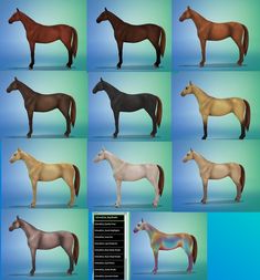 several different types of horses standing in front of a blue background with the same color