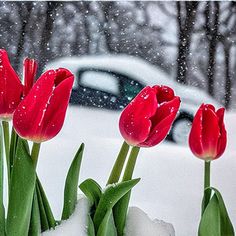 three red tulips are in the snow near a parked car and some trees