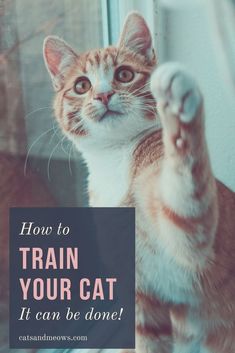 an orange and white cat with the words how to train your cat it can be done